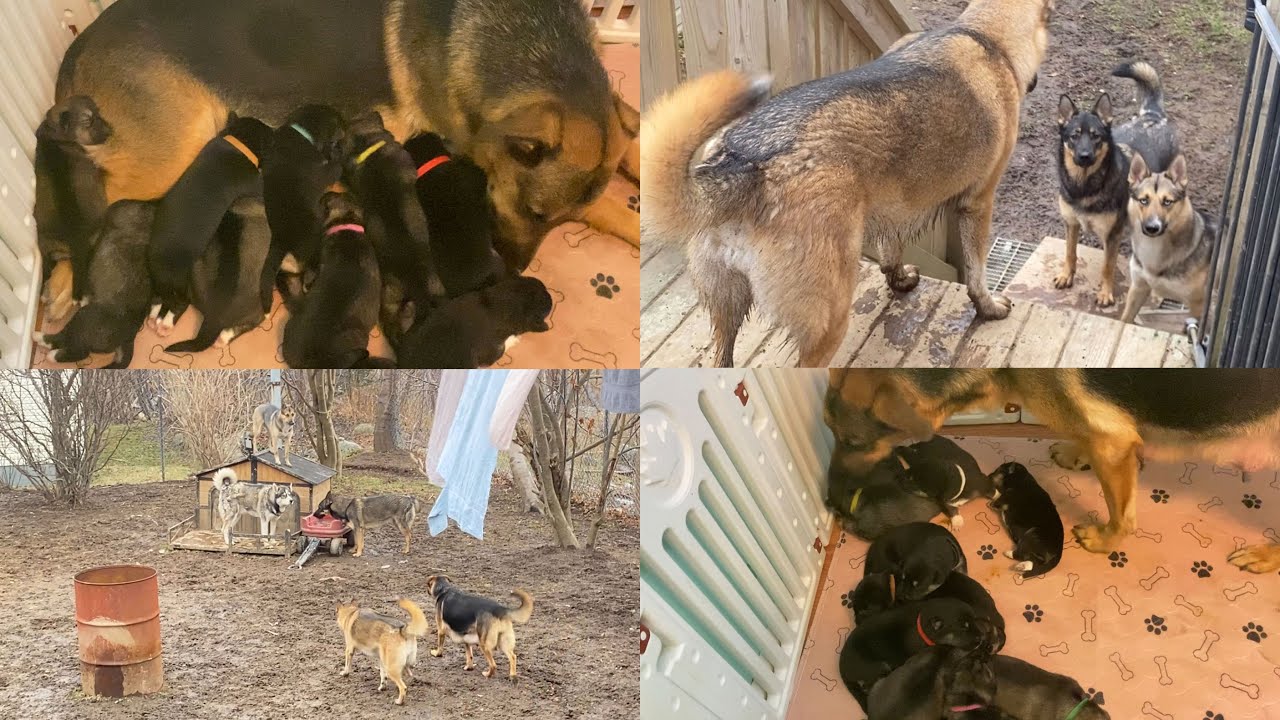 Shepsky R Starting To Prepare Adoption Files | Gerberian Shepsky Puppies 10 Days ...