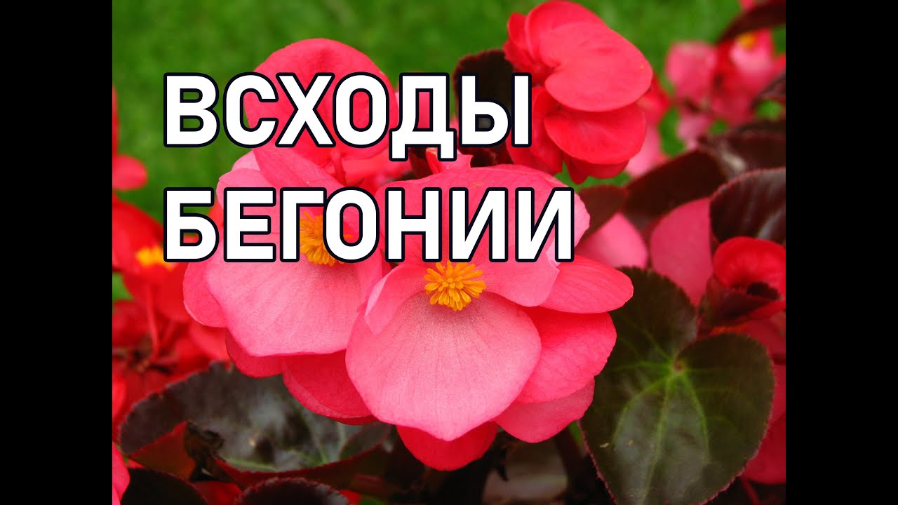 Бегония Вечноцветущая Фото Комнатная