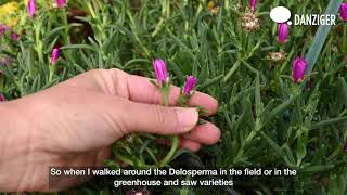 The Story Behind the Plants - Delosperma