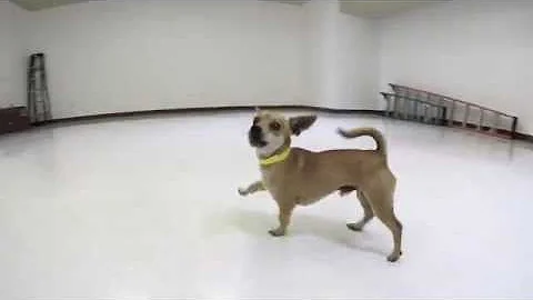 Small Dogs!