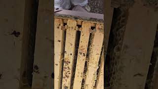 part 2 Merging 2 beehives using paper method.