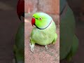 beautiful parrot 🦜 #parrot #talkingparot #funny #nonstoptalkingparrot
