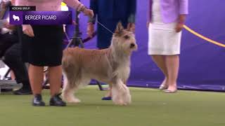 Berger Picards | Breed Judging 2024