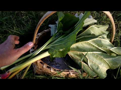 Identifying Burdock