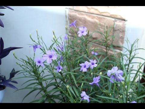 Videó: A vad petúniáról – Információk a ruellia virágok termesztéséhez