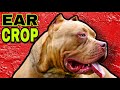 Ear Cropping Styles American Bully Dog