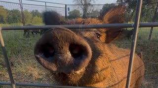 Trapped 8 WILD Hogs Off of a Major Water Shed Area
