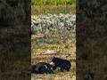 Solo Wolf vs Grizzly Bear 791: Yellowstone’s Wild Showdown Over a Bison Carcass