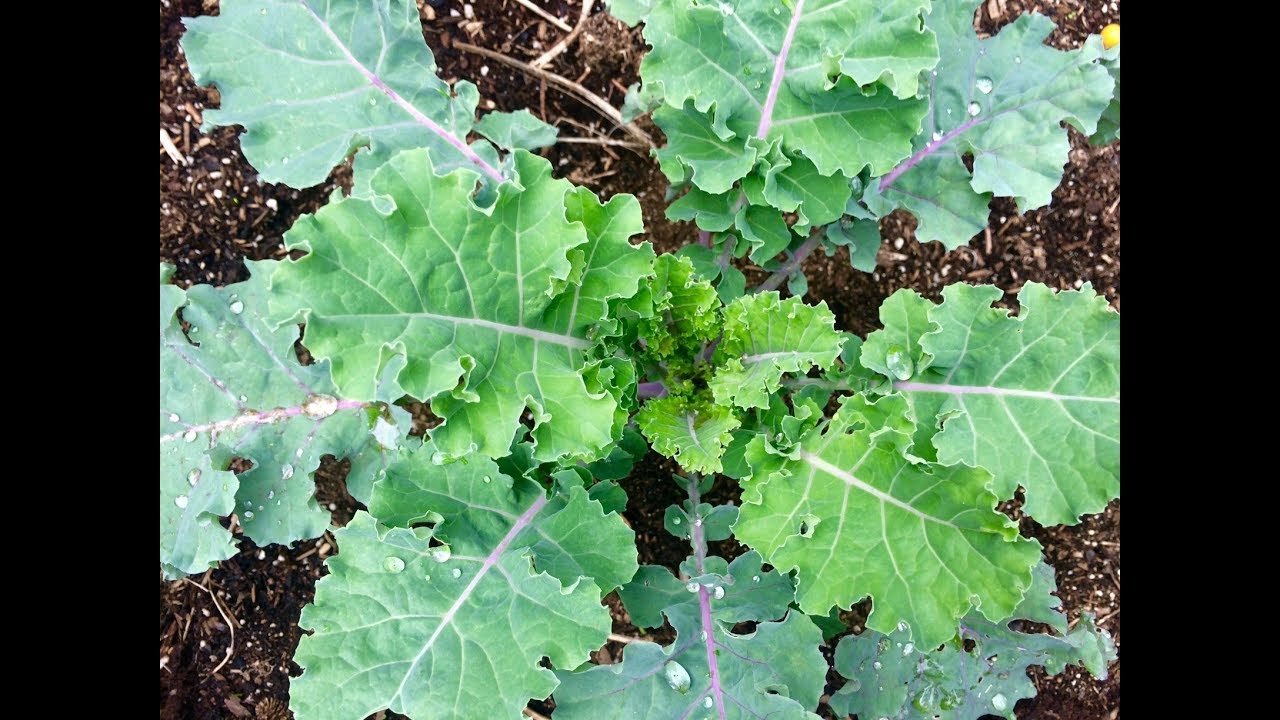 Vegetable Garden Tips for a Spring Garden - YouTube
