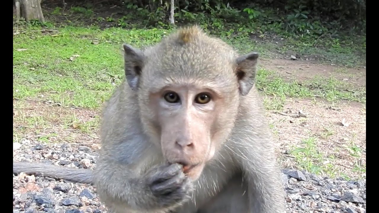 Monkey Handsome young man Alberto is looking for food.