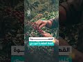 القهوة كلمة أصلها عربي