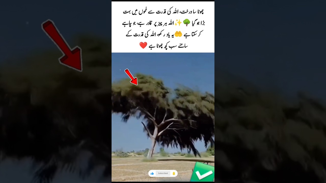 From Small Seed to Mighty Tree | The Power of Allah 🤲🌳