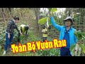 Vườn rau các gia đình Châu Phi phát triển như thế nào?|| 2Q vlogs Cuộc Sống Châu Phi