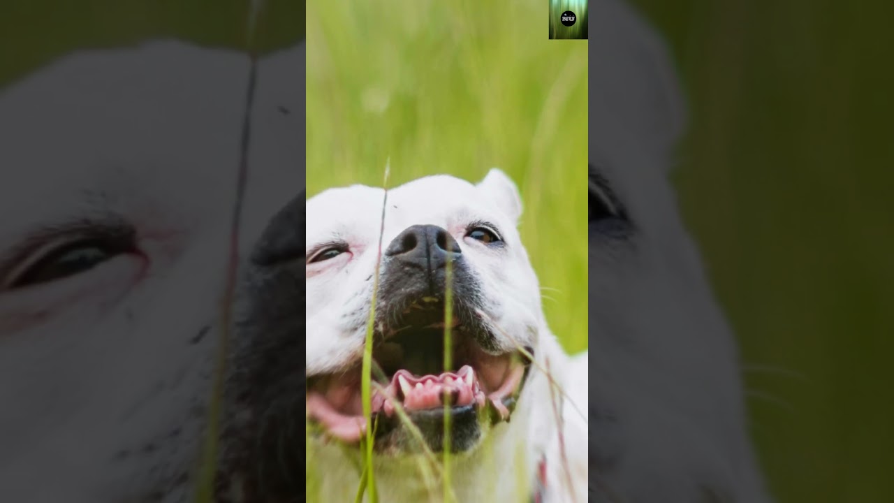⚠️ Top 4 MOST DANGEROUS Dog Breeds You NEED to Know! 🐕💥