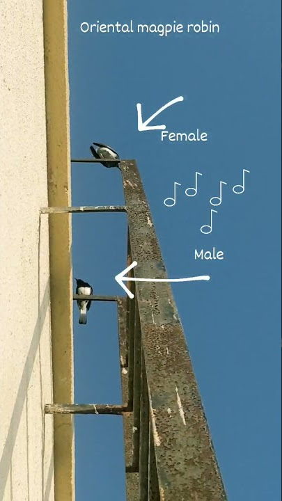 ORIENTAL MAGPIE ROBIN - MALE AND FEMALE SINGING TOGETHER - BIRDS COUPLE-SINGING BIRDS