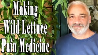 Making Wild Lettuce Pain Medicine