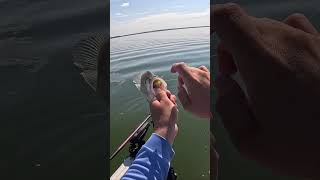 This was the JIG the crappie couldn’t resist! #follow #crappiefishing #shorts