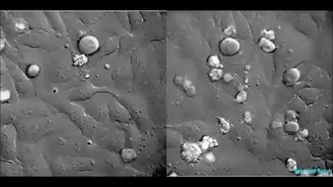 Single-cell lineage tracking analysis reveals that an established cell line comprises putative
