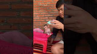 Luna Drink Milk Alot #minky #babyanimal #monkey