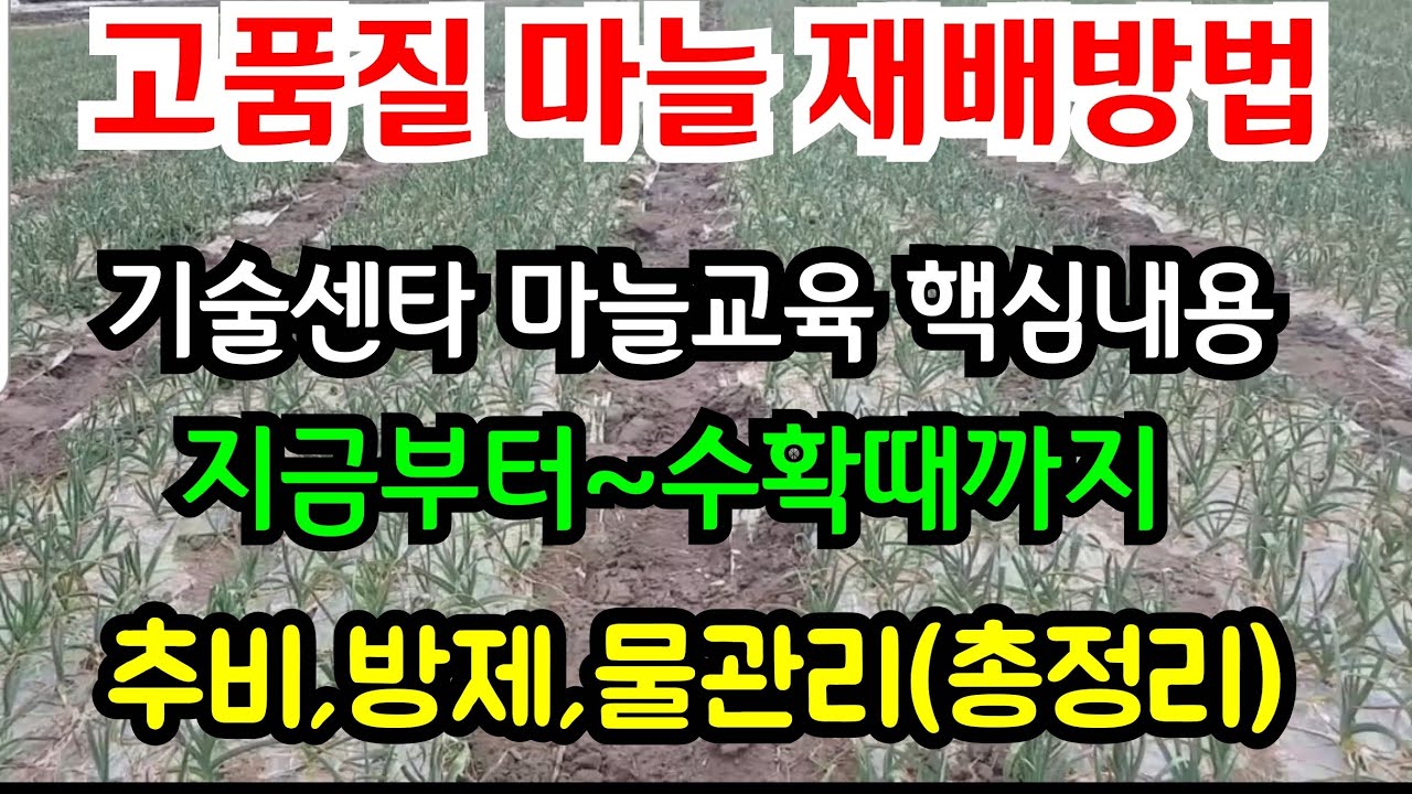 굵고 단단한 마늘재배방법 /농업기술센터 마늘교육 핵심요약 (지금부터~수확까지 재배방법 ) #고품질 마늘 재배방법  #마늘재배추비 #물관리 #마늘방제  #마늘수확시기