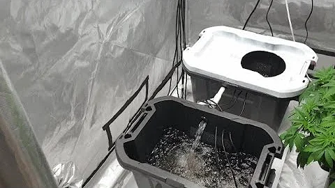 2 Site RDWC Build... Step by Step... and Important Considerations... Mistakes to Avoid!!!