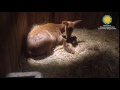 view Eld&apos;s Deer Fawn Born at the Smithsonian Conservation Biology Institute digital asset number 1
