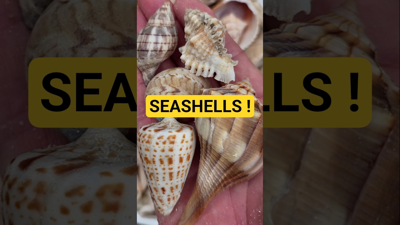 Awesome Shell Haul 