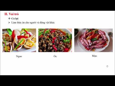 Bài 20: Đặc điểm chung và vai trò ngành Thân mềm - Sinh học 7 - Hoc24.vn