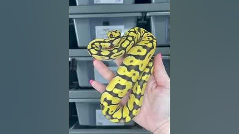 Pastel Desert Ghost het Clown 😍 #ballpython #desertghost