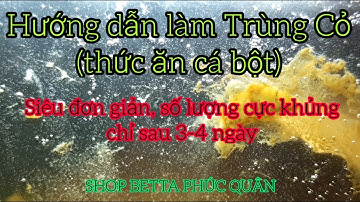 Hướng dẫn làm trùng cỏ ( thức ăn cho cá bầy betta bột) siêu đơn giản số lượng khủng.
