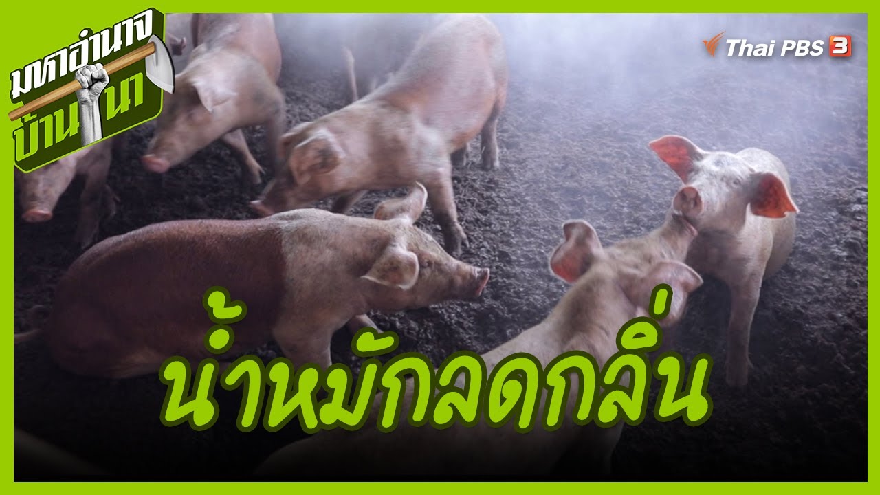 น้ำหมักลดกลิ่น : สูตรลับฉบับบ้านนา