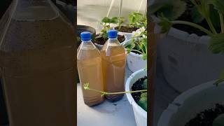 Compost Tea Home-made.