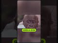 🦍 The Baby Gorilla That Completely Stole Johnny Carson’s Show...