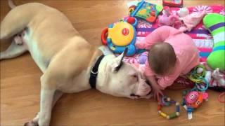 Vicious bulldog and his baby
