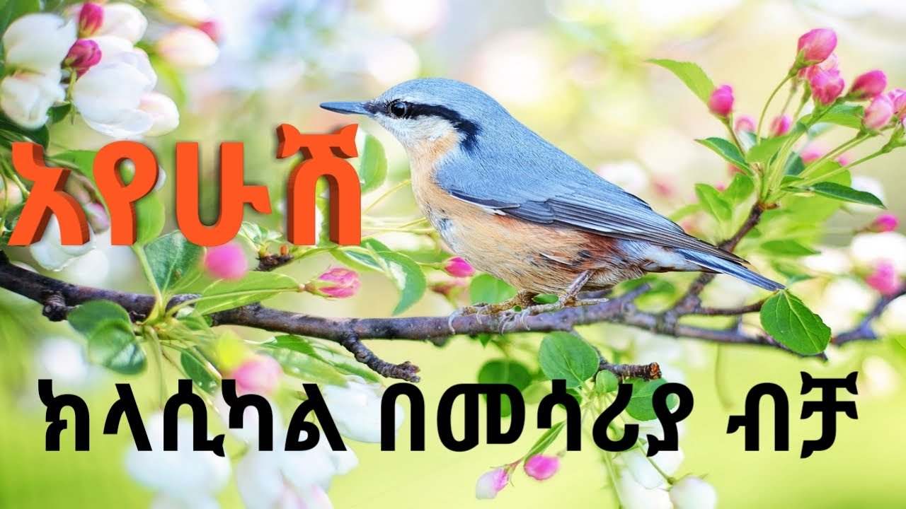 Best ethiopian instrumental music collections ethiopian classical