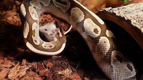 Python crushes mouse / warning live feeding