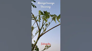 First Drumstick Moringa Munaga Flowering Flowers Shorts Lingilingilingidi 