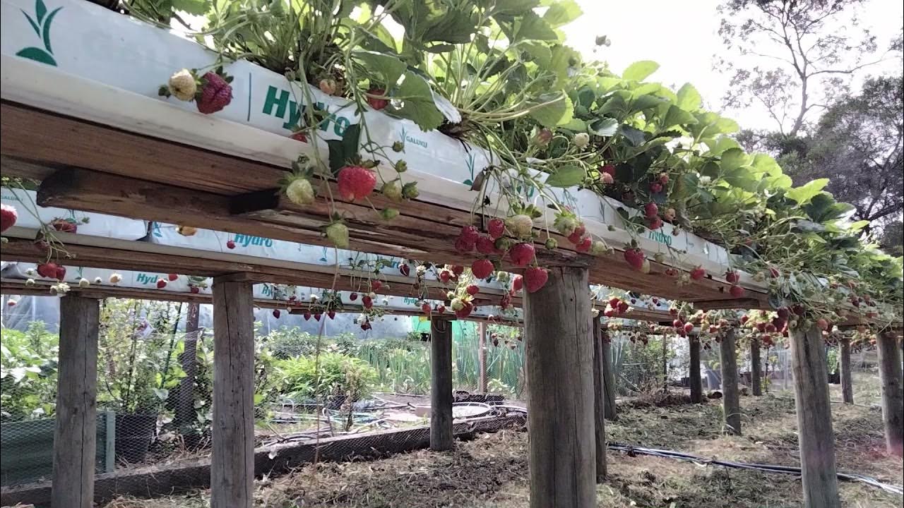 Growing strawberries, drip irrigation YouTube