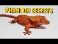 The secret to breeding the nicest phantom crested geckos