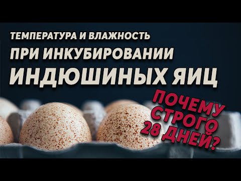 Инкубация индюшиных яиц. Почему строго 28 дней ? И другие секреты выведения от профессионала.