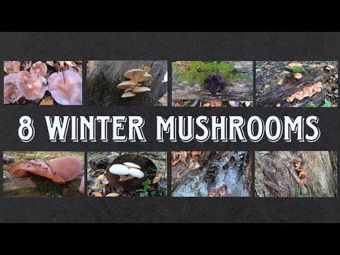 Video: Harvesting Mushrooms For The Winter