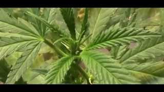 Ecosunlite COB LED Growing Review 001