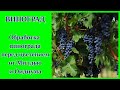 ВИНОГРАД В ТЕПЛИЦЕ [2020 год].ОБРАБОТКА ВИНОГРАДА ОТ МИЛДЬЮ И ОИДИУМА.ФУНГИЦИДЫ.