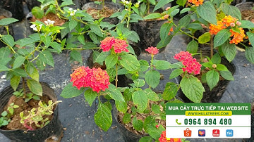 Combo 8 loại HOA NGŨ SẮC 300K bao ship toàn quốc