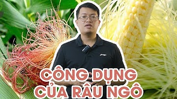 Tìm hiểu tác dụng thanh nhiệt, giải độc, tiêu thũng, thông mật của râu ngô