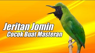 Jeritan Cucak Ijo Mini Gacor Cocok Buat Masteran Maupun Pancingan