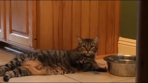 Adorable cat uses its paws to drink water because it’s too lazy to get up