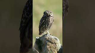 Mochuelo Europeo #fieldrecording #naturesounds #soundscape #biophony #birds