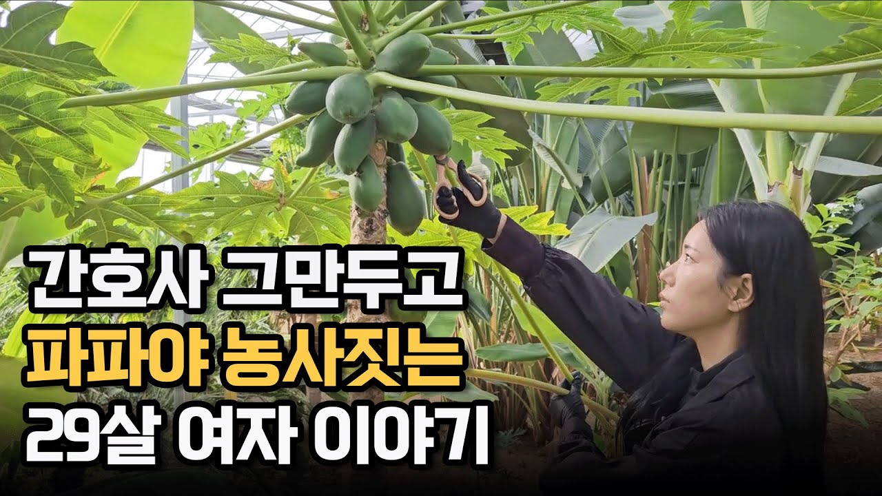 간호사 그만두고 파파야 농사짓는 29살 여자 이야기