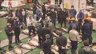 東京・豊洲市場マグロの競り　1年ぶり見学再開(2021年12月2日)